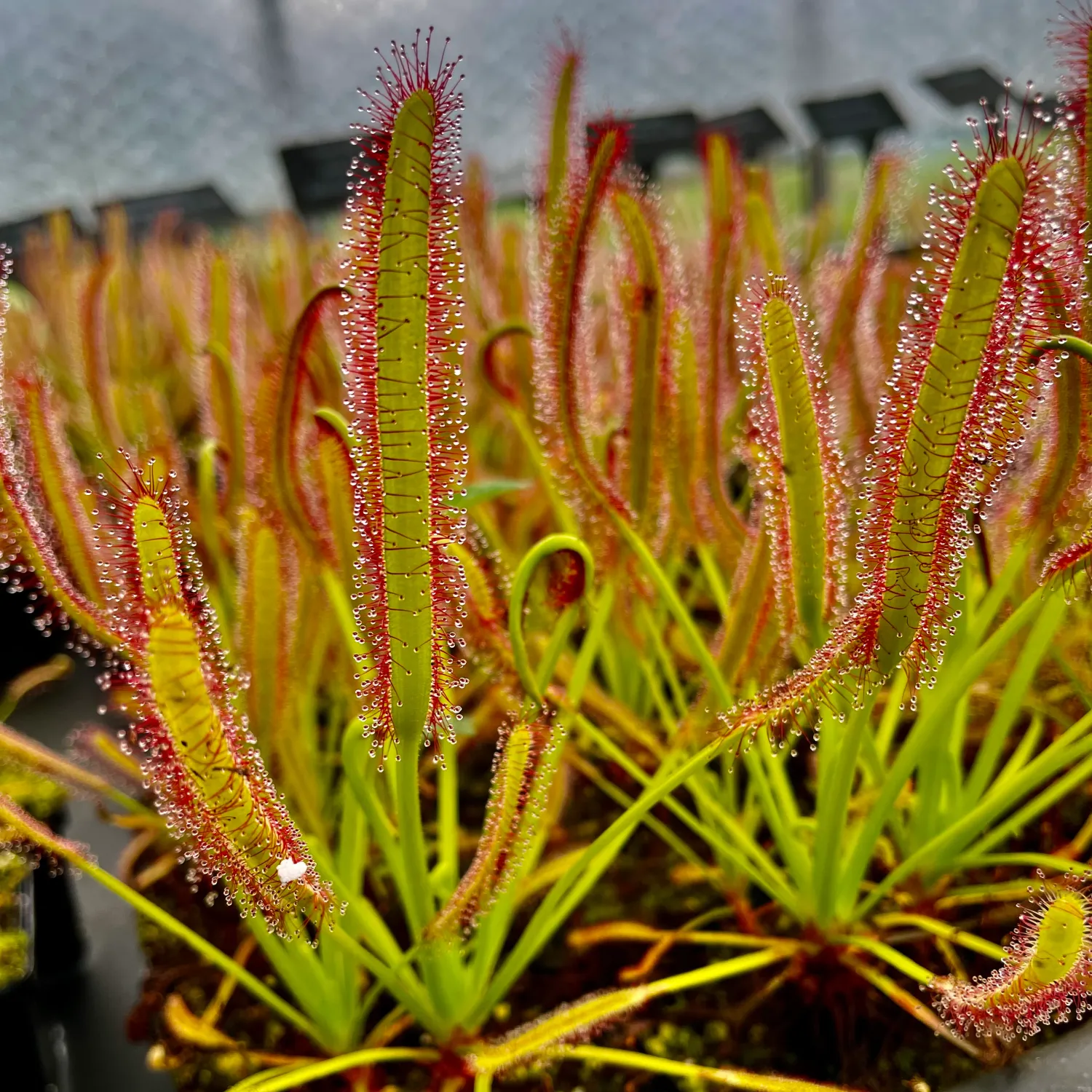 Drosera Capensis, pianta carnivora - vaso Ø8 cm