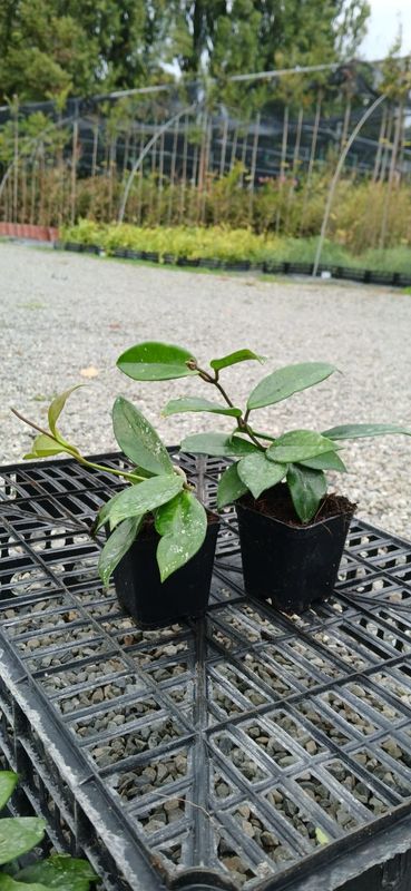 Hoya pubicalyx - vaso Ø7X7 cm