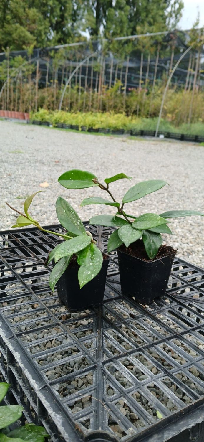 Peperomia Della Pianta Da Appartamento in Un Vaso Da Fiori Fotografia