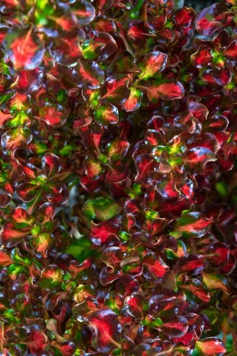 Coprosma repens &#39;Pacific Sunset&#39; - vaso Ø18 cm