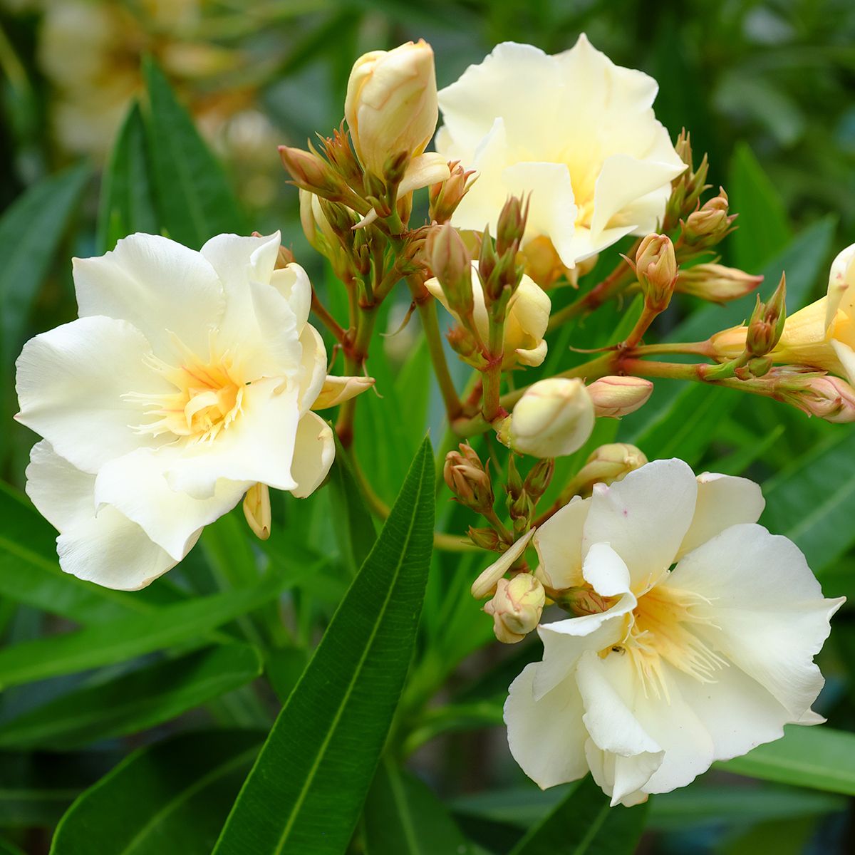 Nerium Oleander Luteum Plenum, Oleandro (fiore giallo doppio) - vaso Ø24 cm