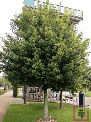 Piante per cortili o parcheggi