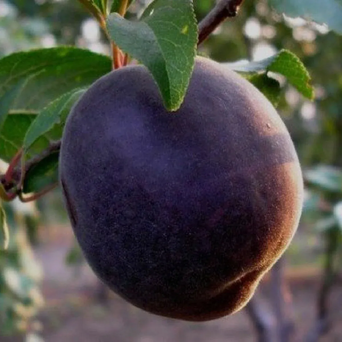 albicocco Aprisali, detto anche Aprisally - Prunus armeniaca x Prunus salicina , Incrocio fra susino giapponese e albicocca - vaso Ø27 cm