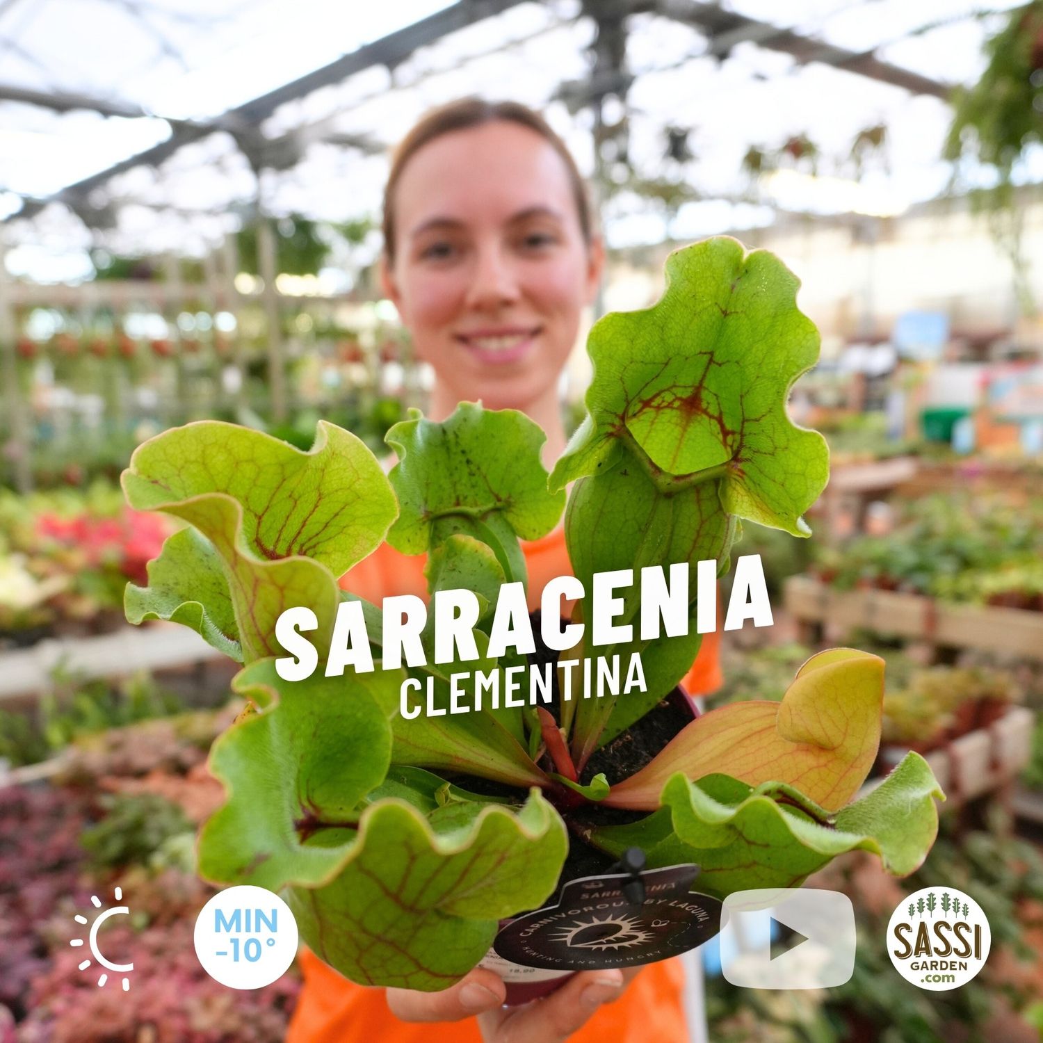 Sarracenia clementina, Pianta Carnivora, insettivora - vaso Ø12 cm Sarracenia clementina, Pianta Carnivora, insettivora - vaso Ø12 cm
