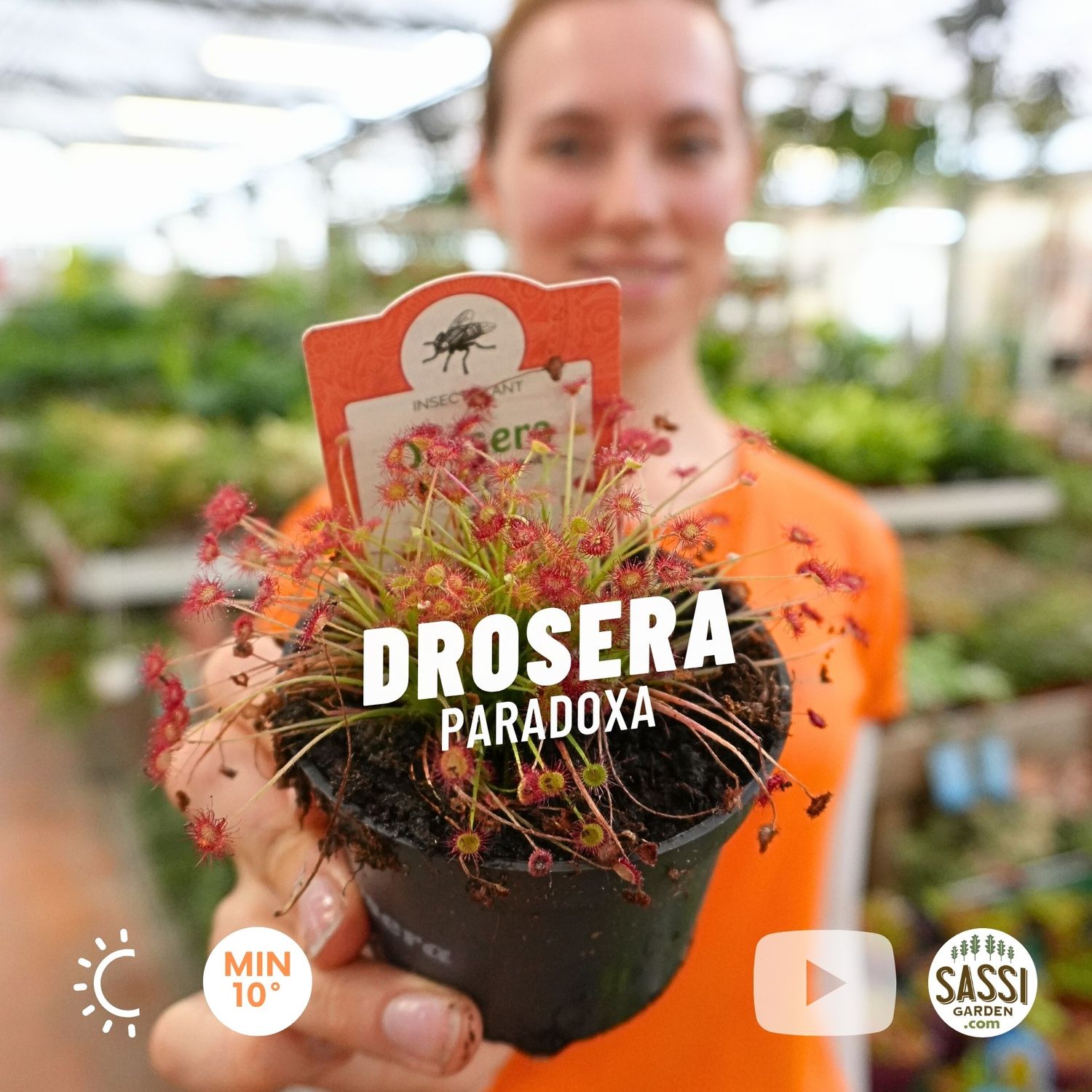Drosera paradoxa, pianta carnivora - vaso Ø9 cm