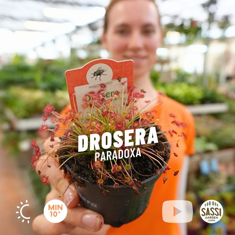 Drosera paradoxa, pianta carnivora - vaso Ø9 cm