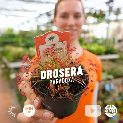 Drosera paradoxa, pianta carnivora - vaso Ø9 cm Drosera paradoxa, pianta carnivora - vaso Ø9 cm