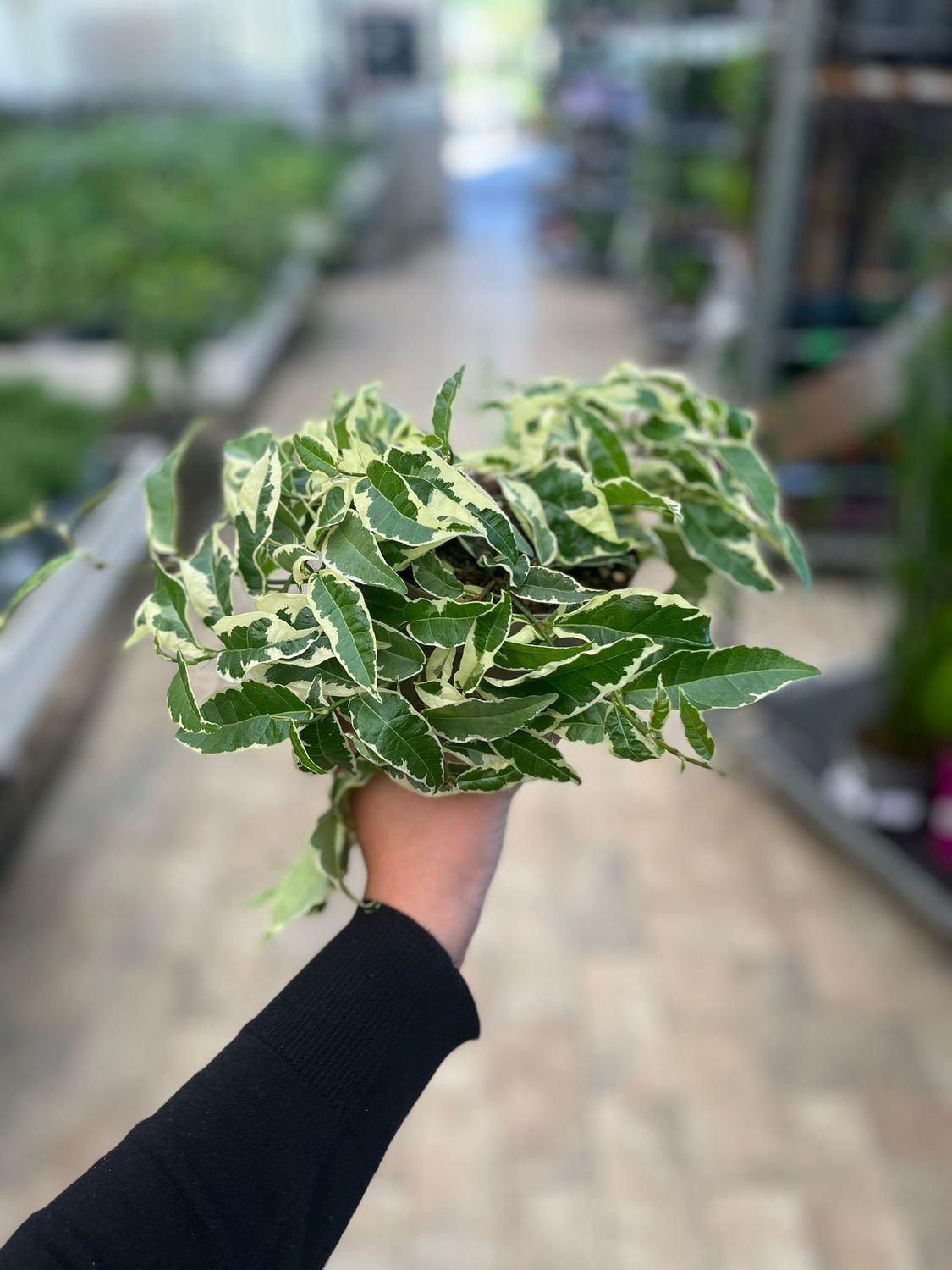Ficus sagittata variegato - vaso Ø12 cm