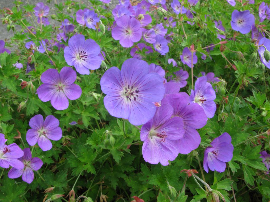 Geranium &#39;Rozanne&#39; - geranio vivace, geranio perenne - vaso Ø15 cm