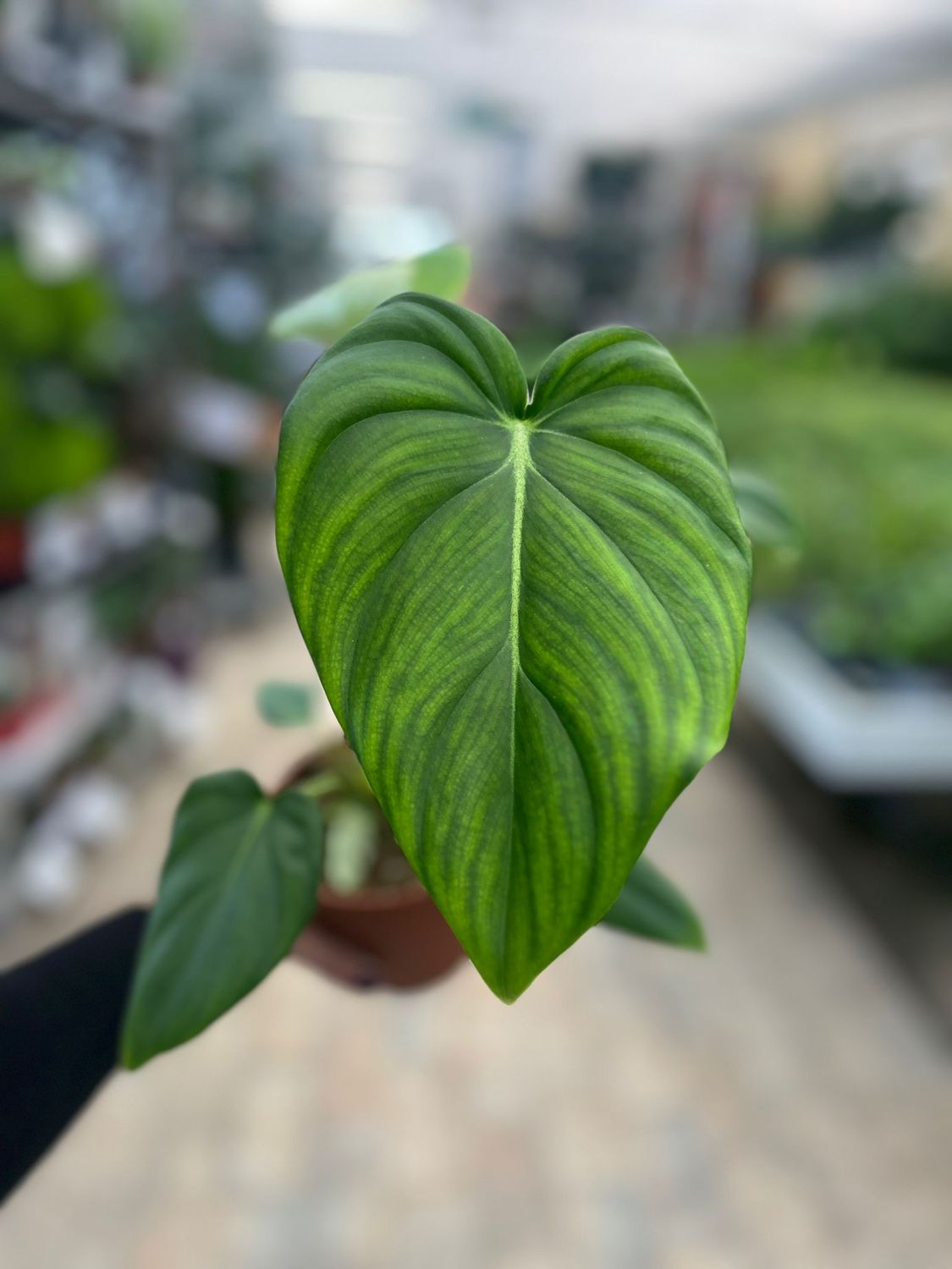 Philodendron Pastazanum - vaso Ø12 cm