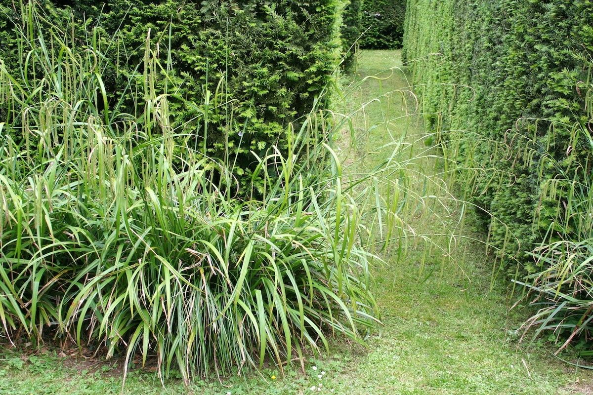 Carex pendula - vaso Ø17 cm