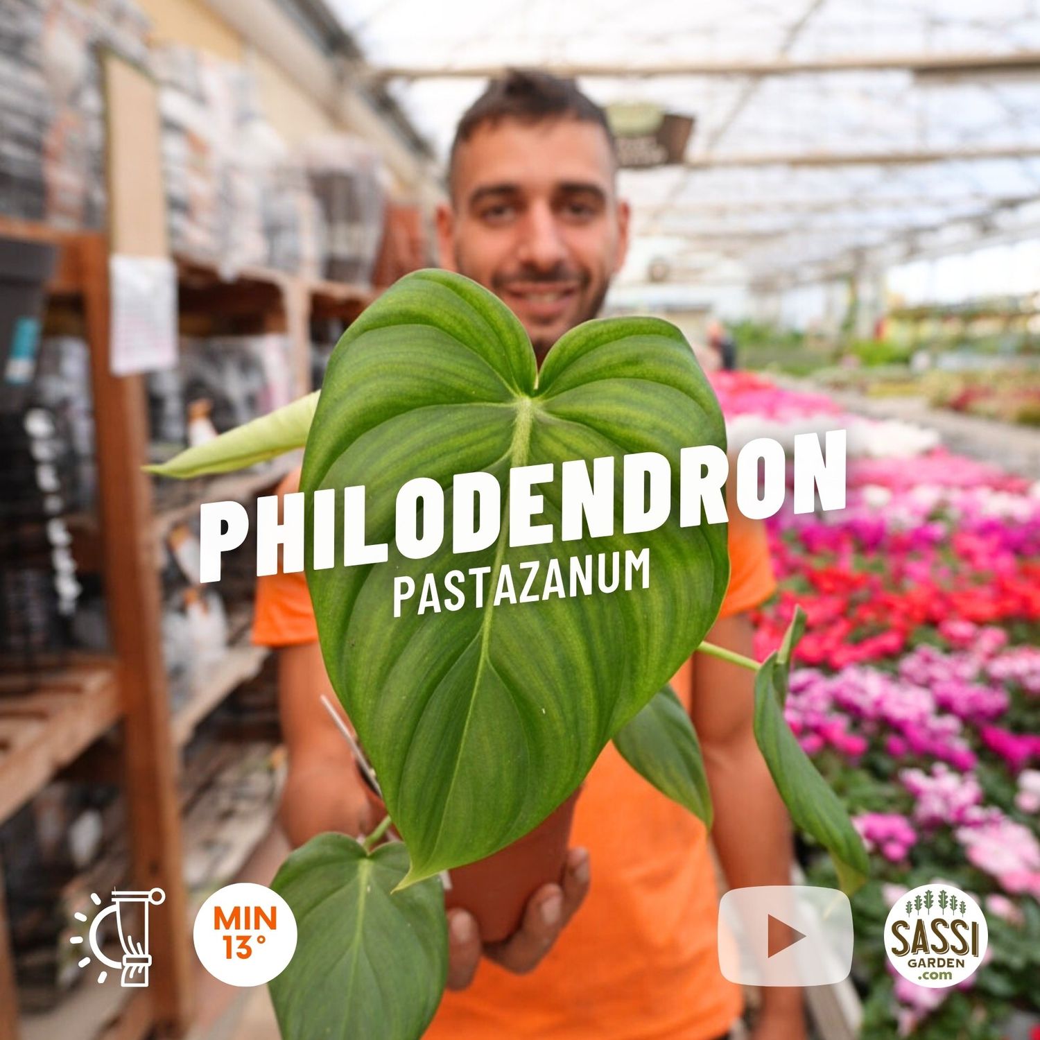 Philodendron Pastazanum - vaso Ø12 cm Philodendron Pastazanum - vaso Ø12 cm