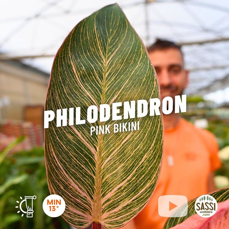 Philodendron Birkin 'Pink Bikini', Filodendro - vaso Ø12 cm Philodendron Birkin 'Pink Bikini', Filodendro - vaso Ø12 cm