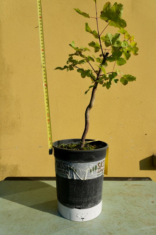 Acer buergerianum, Acero Tridente, Pezzo Unico n. 40 - h 40 cm PREBONSAI, BONSAI