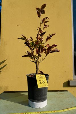 Fagus Sylvatica, Faggio, Pezzo Unico n. 28 - h 40 cm PREBONSAI, BONSAI Foto ottobre 2025