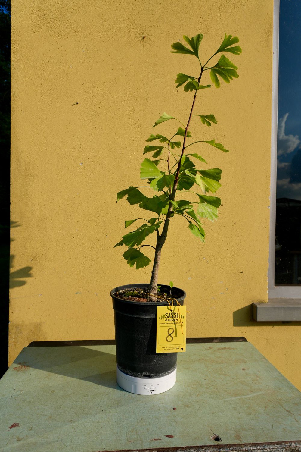 Ginkgo biloba, Pezzo Unico n. 8 - 30 cm PREBONSAI, BONSAI