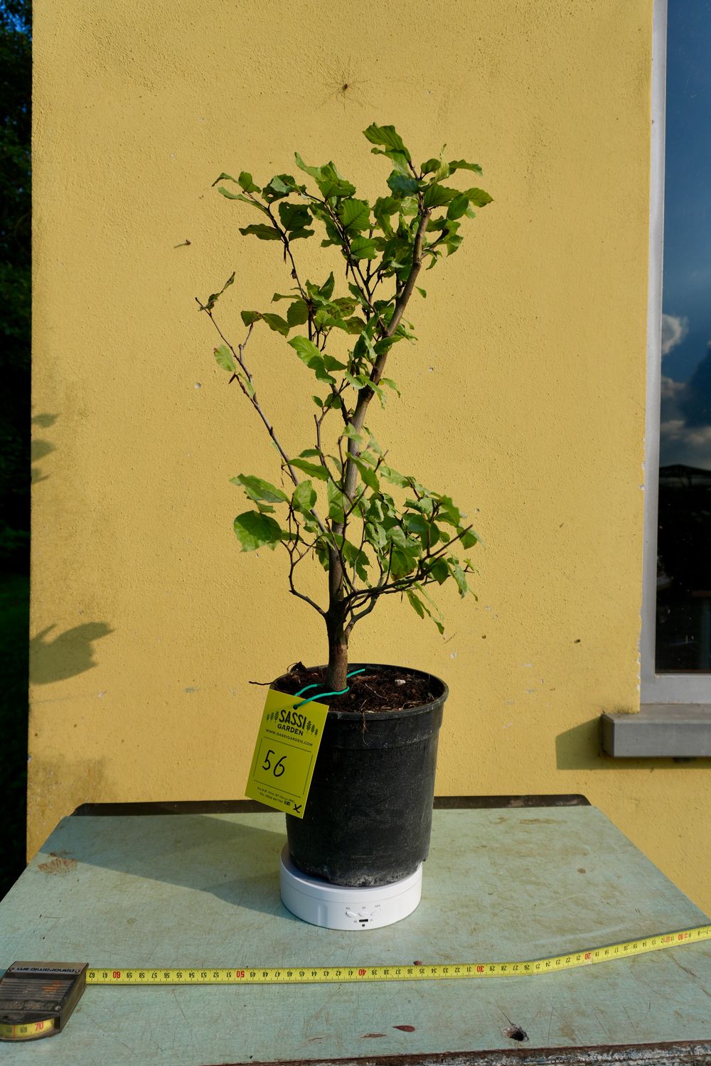 Fagus Sylvatica Atropurpurea, Faggio Rosso, Pezzo Unico n. 56 - h 50 cm PREBONSAI, BONSAI