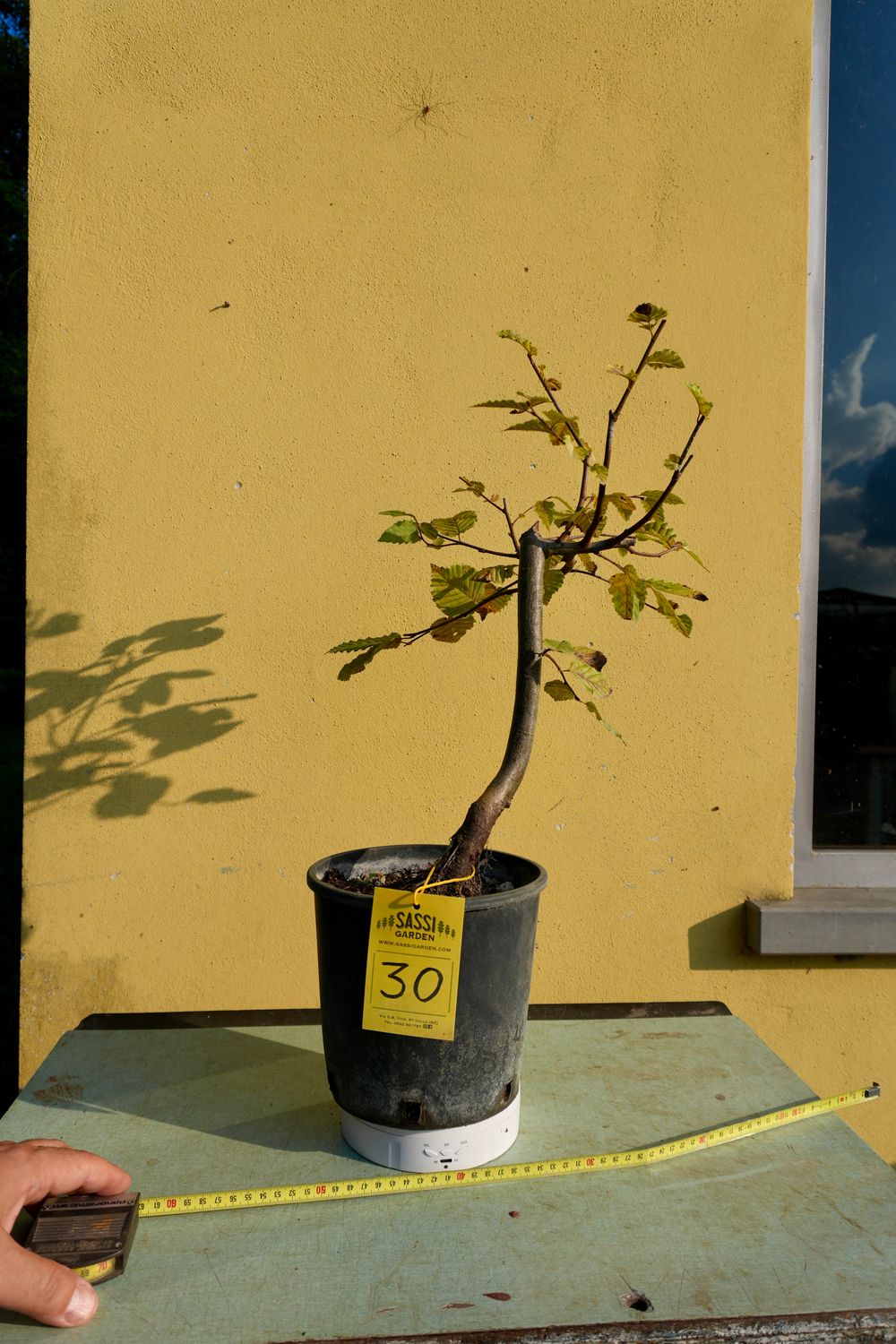 Carpino Bianco, Carpinus betulus, pezzo unico n. 30 - 40 cm PREBONSAI, BONSAI