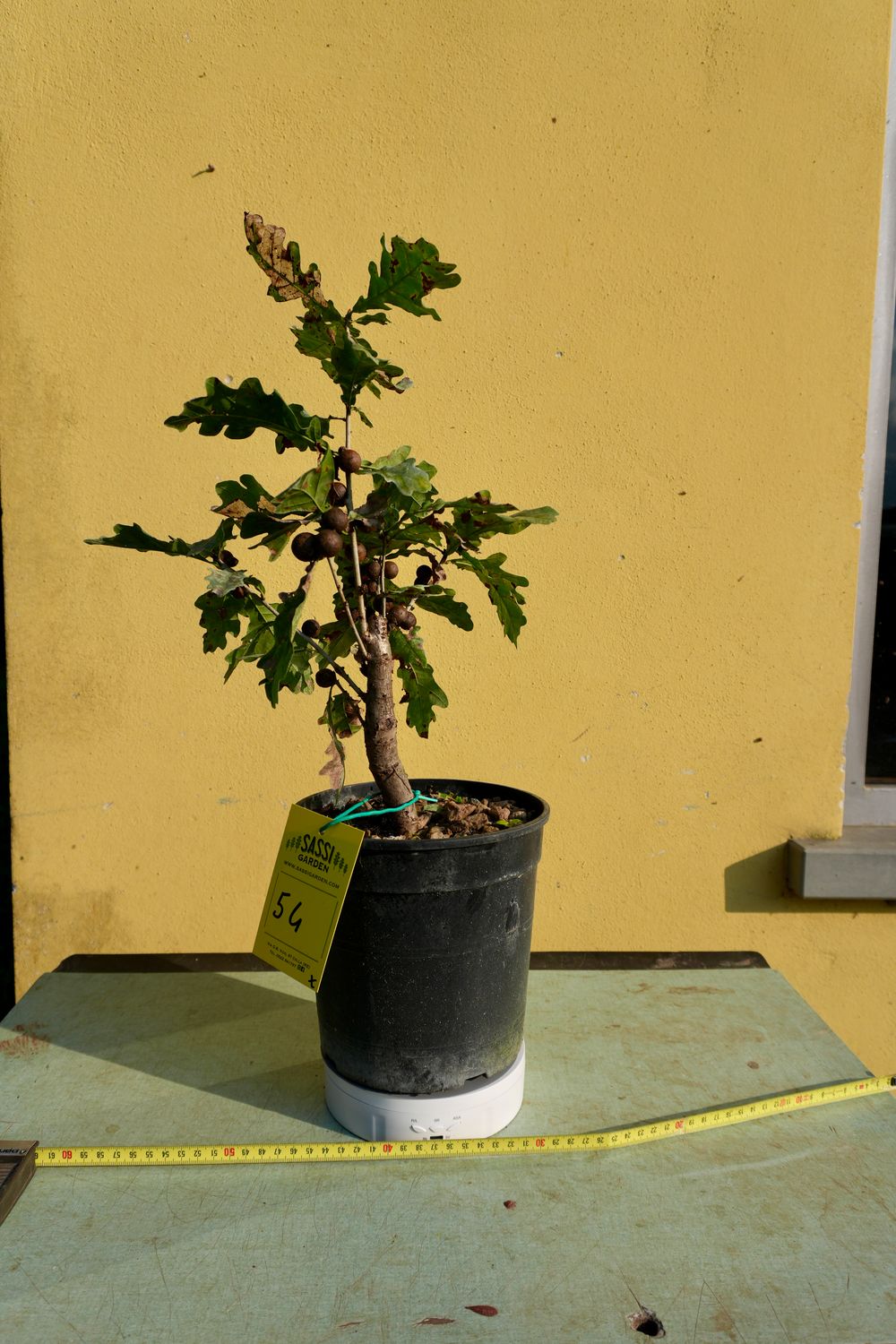 Quercus Petraea, Rovere, Quercia Pezzo Unico n. 54 - h 40 cm PREBONSAI, BONSAI