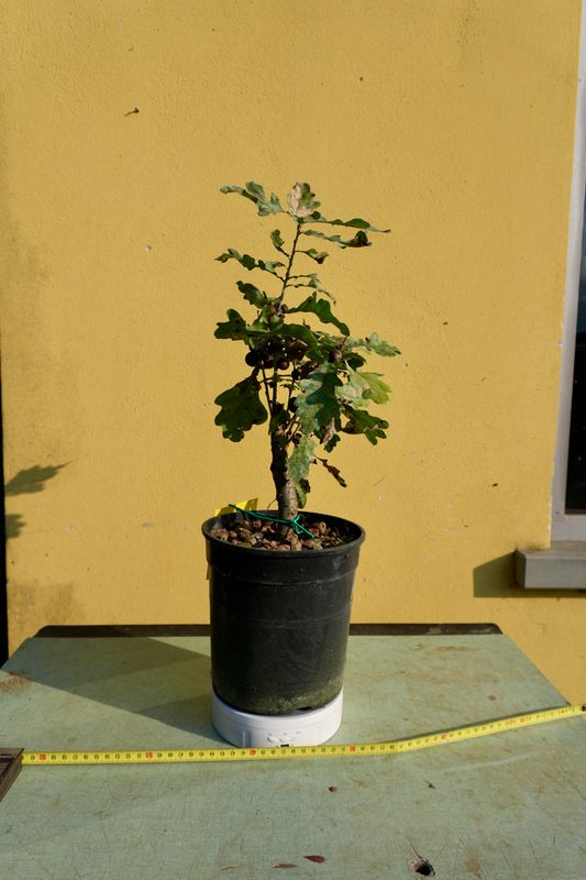 Quercus Petraea, Rovere, Quercia Pezzo Unico n. 54 - h 40 cm PREBONSAI, BONSAI
