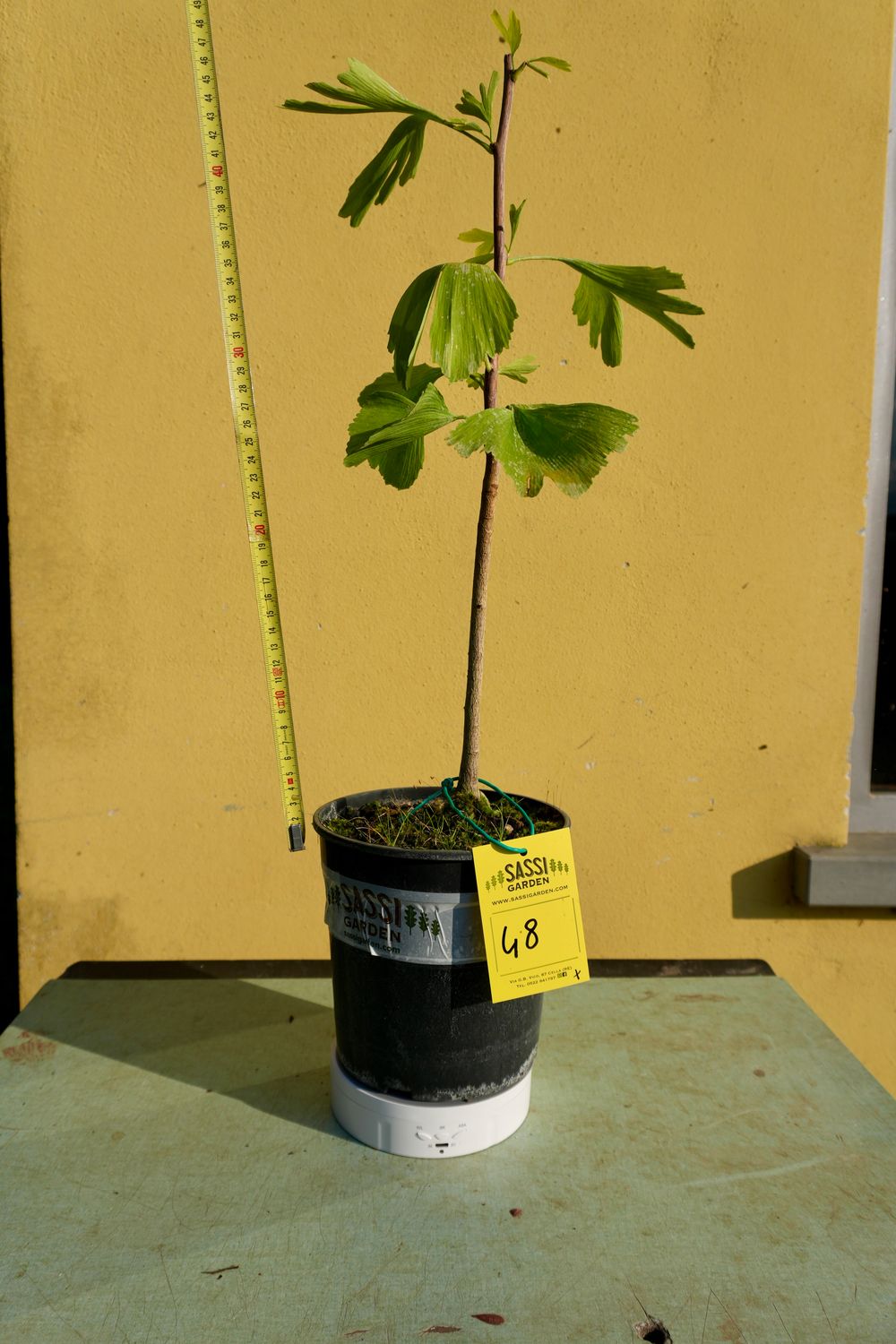 Ginkgo biloba, Pezzo Unico n. 48 - 45 cm PREBONSAI, BONSAI