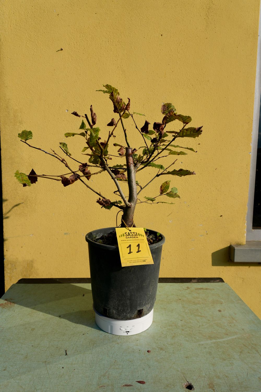 Carpino Bianco, Carpinus betulus, pezzo unico n. 11 - 30 cm PREBONSAI, BONSAI