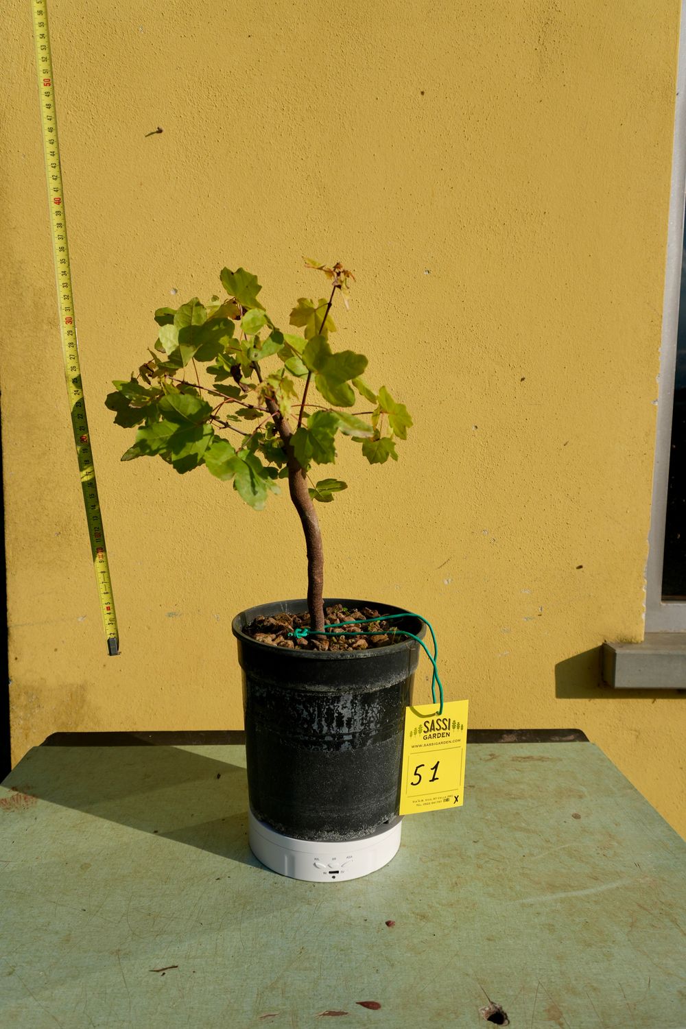 Acer buergerianum, Acero Tridente, Pezzo Unico n. 51 - h 30 cm PREBONSAI, BONSAI