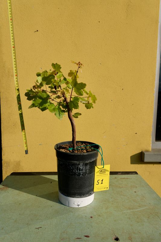 Acer buergerianum, Acero Tridente, Pezzo Unico n. 51 - h 30 cm PREBONSAI, BONSAI