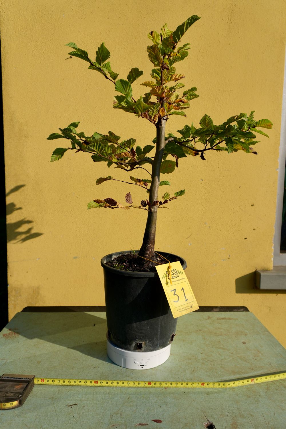 Carpino Bianco, Carpinus Betulus, Pezzo Unico n. 31 - 40 cm PREBONSAI, BONSAI