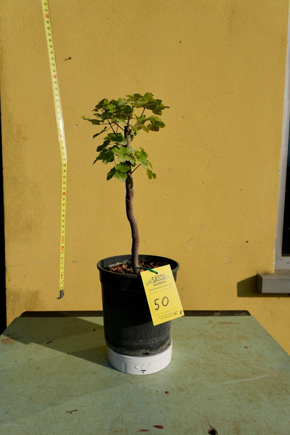 Acer buergerianum, Acero Tridente, Pezzo Unico n. 50 - h 40 cm PREBONSAI, BONSAI
