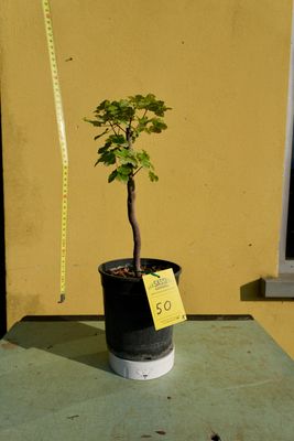 Acer buergerianum, Acero Tridente, Pezzo Unico n. 50 - h 40 cm PREBONSAI, BONSAI Acer buergerianum, Acero Tridente, Pezzo Unico n. 50 - h 40 cm PREBONSAI, BONSAI
