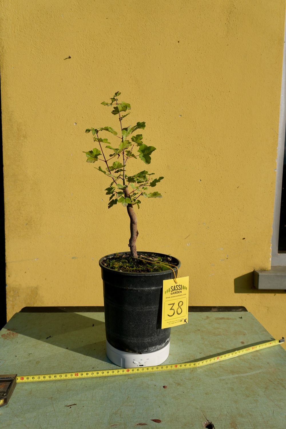 Acer buergerianum, Acero Tridente, Pezzo Unico n. 38 - h 35 cm PREBONSAI, BONSAI