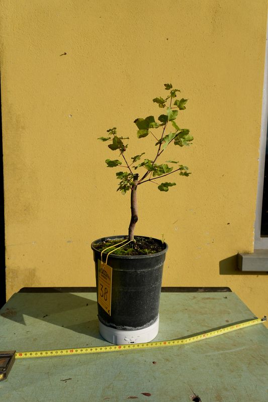 Acer buergerianum, Acero Tridente, Pezzo Unico n. 38 - h 35 cm PREBONSAI, BONSAI