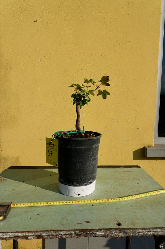 Acer buergerianum, Acero Tridente, Pezzo Unico n. 47 - h 20 cm PREBONSAI, BONSAI