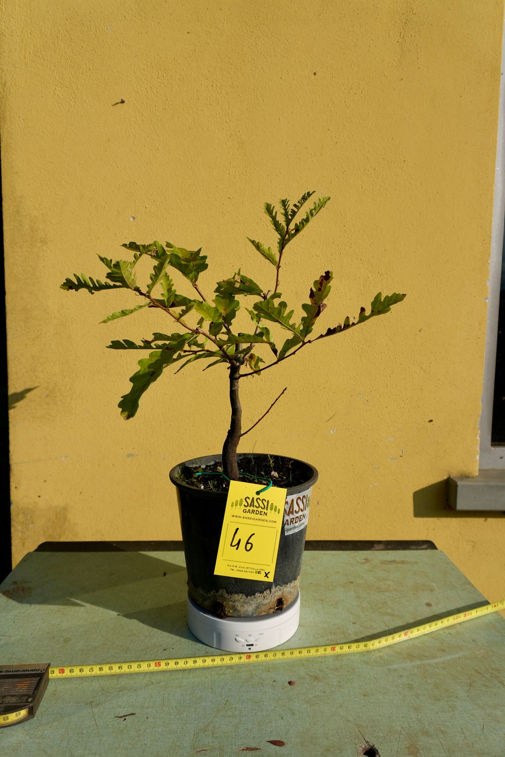 Quercus Petraea, Rovere, Quercia Pezzo Unico n. 46 - h 30 cm PREBONSAI, BONSAI