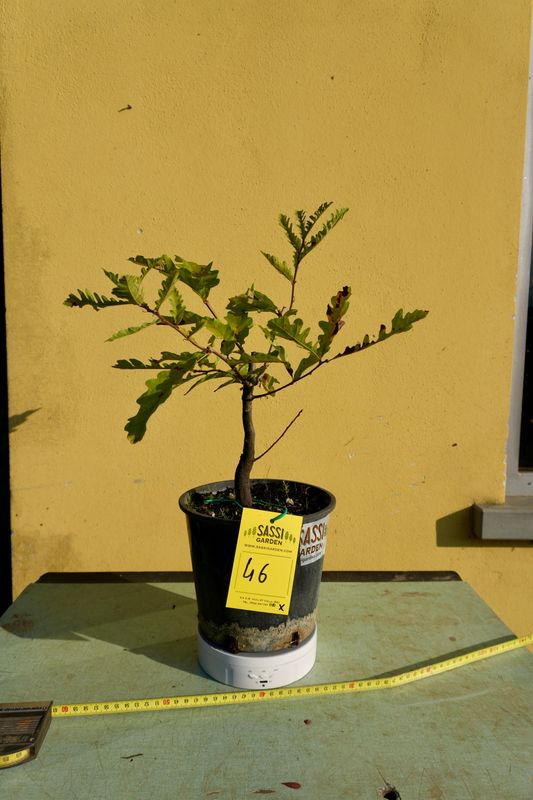 Quercus Petraea, Rovere, Quercia Pezzo Unico n. 46 - h 30 cm PREBONSAI, BONSAI