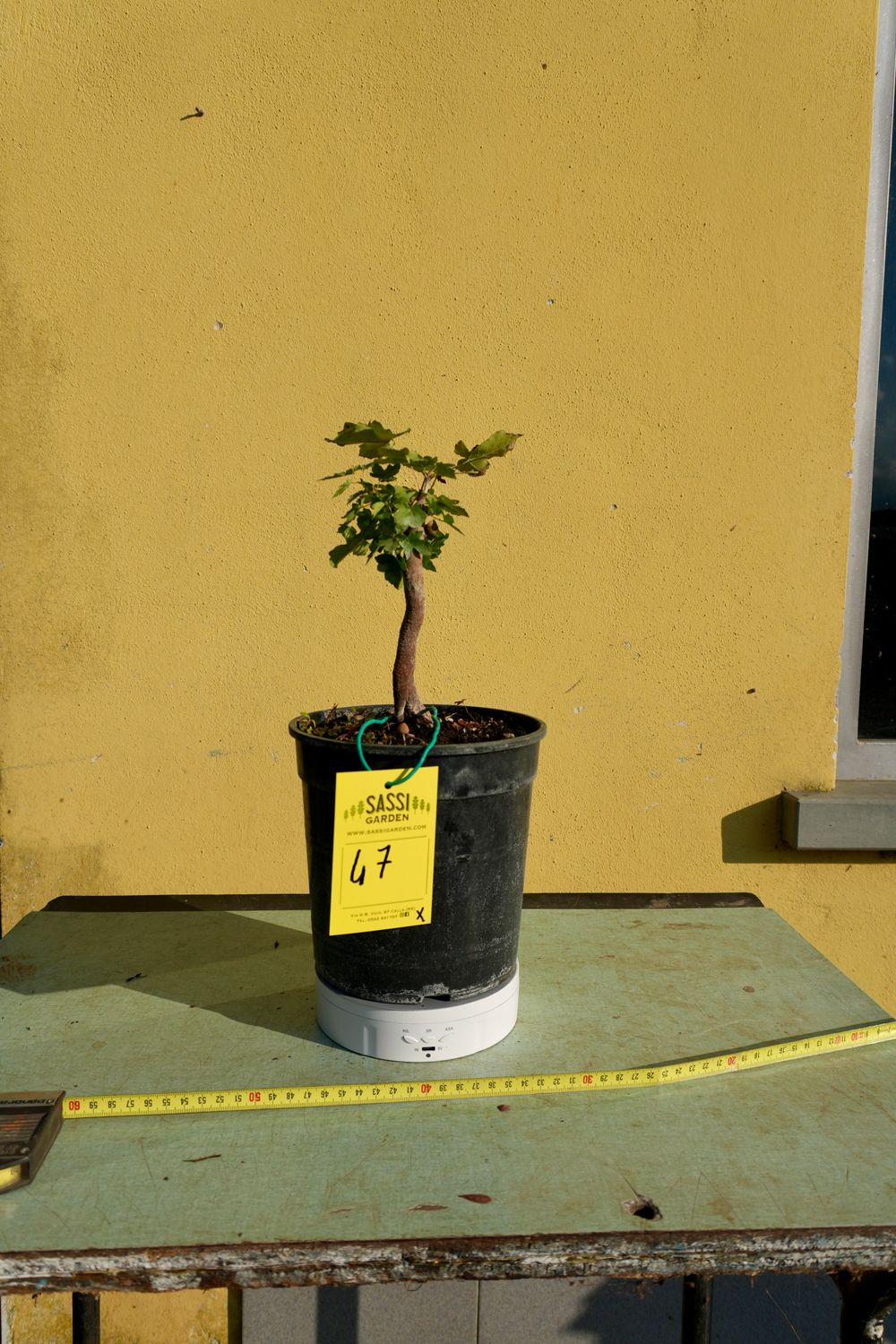 Acer buergerianum, Acero Tridente, Pezzo Unico n. 47 - h 20 cm PREBONSAI, BONSAI
