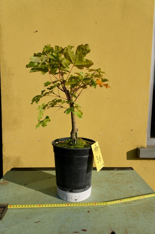 Acer buergerianum, Acero Tridente, Pezzo Unico n. 36 - h 30 cm PREBONSAI, BONSAI