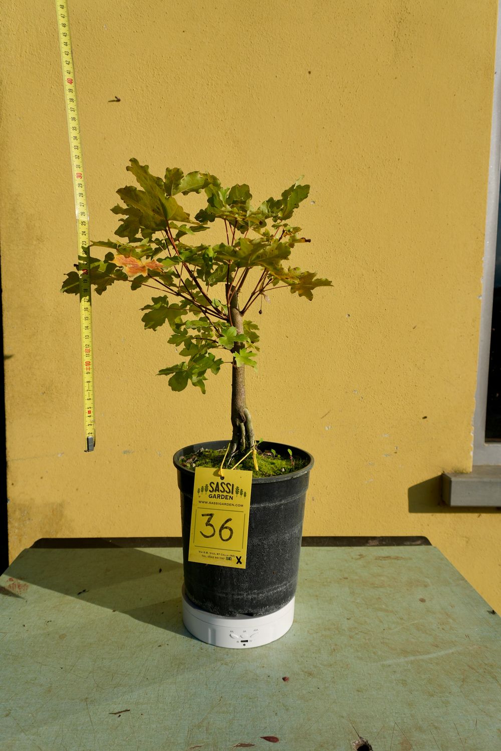 Acer buergerianum, Acero Tridente, Pezzo Unico n. 36 - h 30 cm PREBONSAI, BONSAI