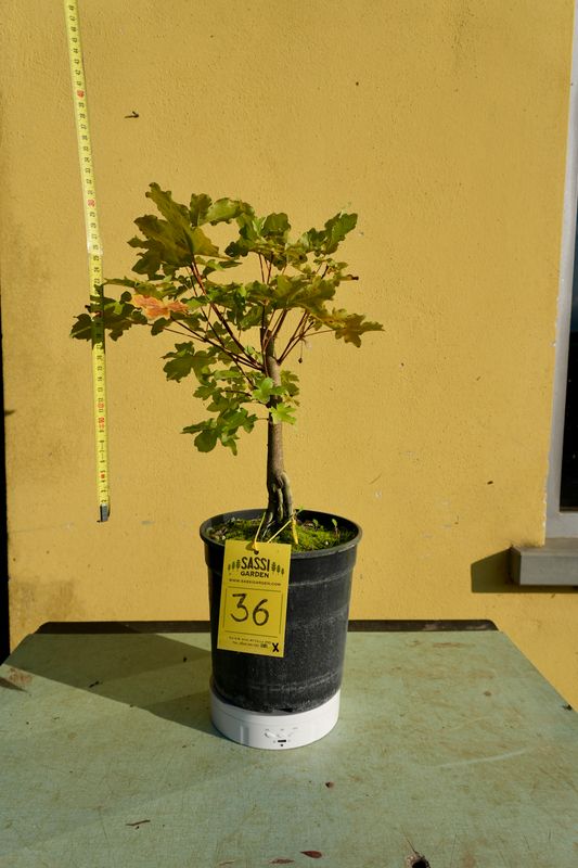 Acer buergerianum, Acero Tridente, Pezzo Unico n. 36 - h 30 cm PREBONSAI, BONSAI
