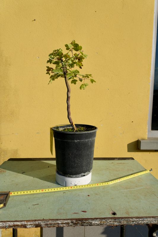 Acer buergerianum, Acero Tridente, Pezzo Unico n. 39 - h 30 cm PREBONSAI, BONSAI