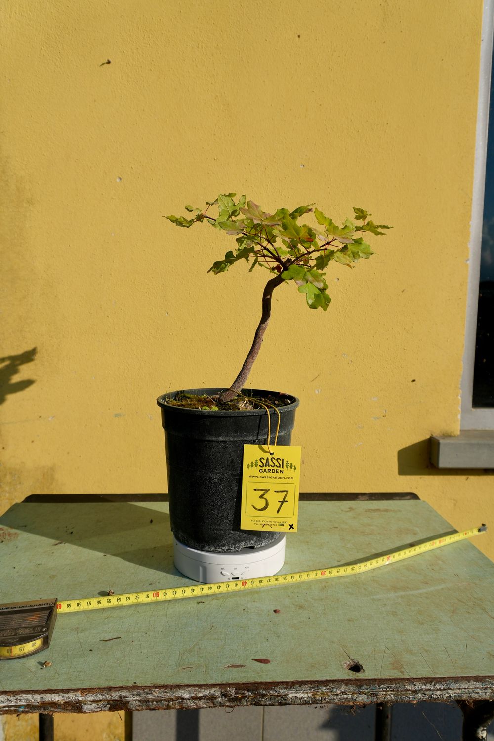 Acer buergerianum, Acero Tridente, Pezzo Unico n. 37 - h 20 cm PREBONSAI, BONSAI