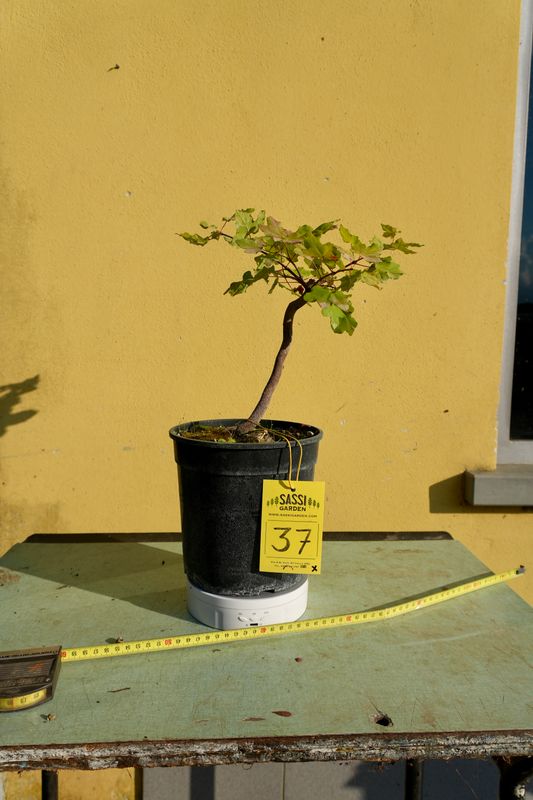 Acer buergerianum, Acero Tridente, Pezzo Unico n. 37 - h 20 cm PREBONSAI, BONSAI