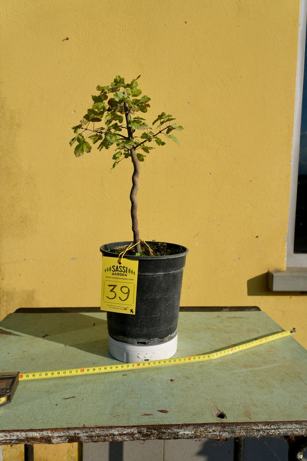 Acer buergerianum, Acero Tridente, Pezzo Unico n. 39 - h 30 cm PREBONSAI, BONSAI