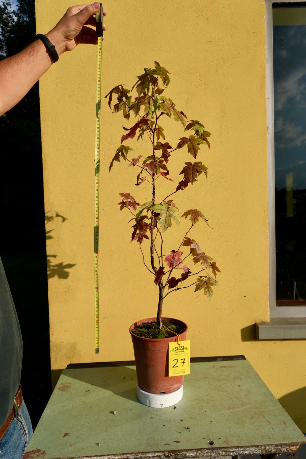 Liquidambar styraciflua, Storace americano, Pezzo Unico n. 27 - h 80 cm PREBONSAI, BONSAI