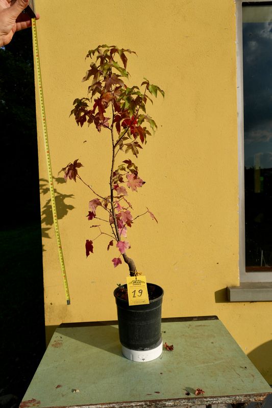 Liquidambar styraciflua, Storace americano, Pezzo Unico n. 19 - h 43 cm PREBONSAI - BONSAI