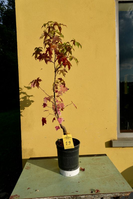 Liquidambar styraciflua, Storace americano, Pezzo Unico n. 19 - h 43 cm PREBONSAI - BONSAI