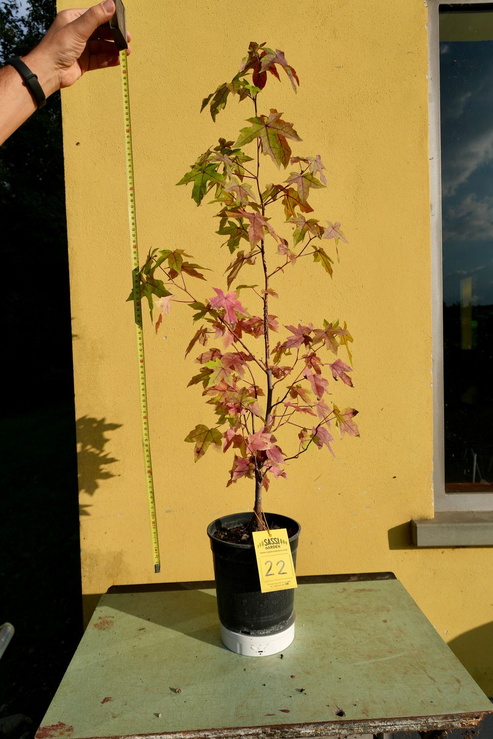 Liquidambar styraciflua, Storace americano, Pezzo Unico n. 22 - h 80 cm PREBONSAI, BONSAI