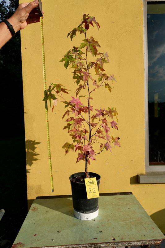 Liquidambar styraciflua, Storace americano, Pezzo Unico n. 22 - h 80 cm PREBONSAI, BONSAI