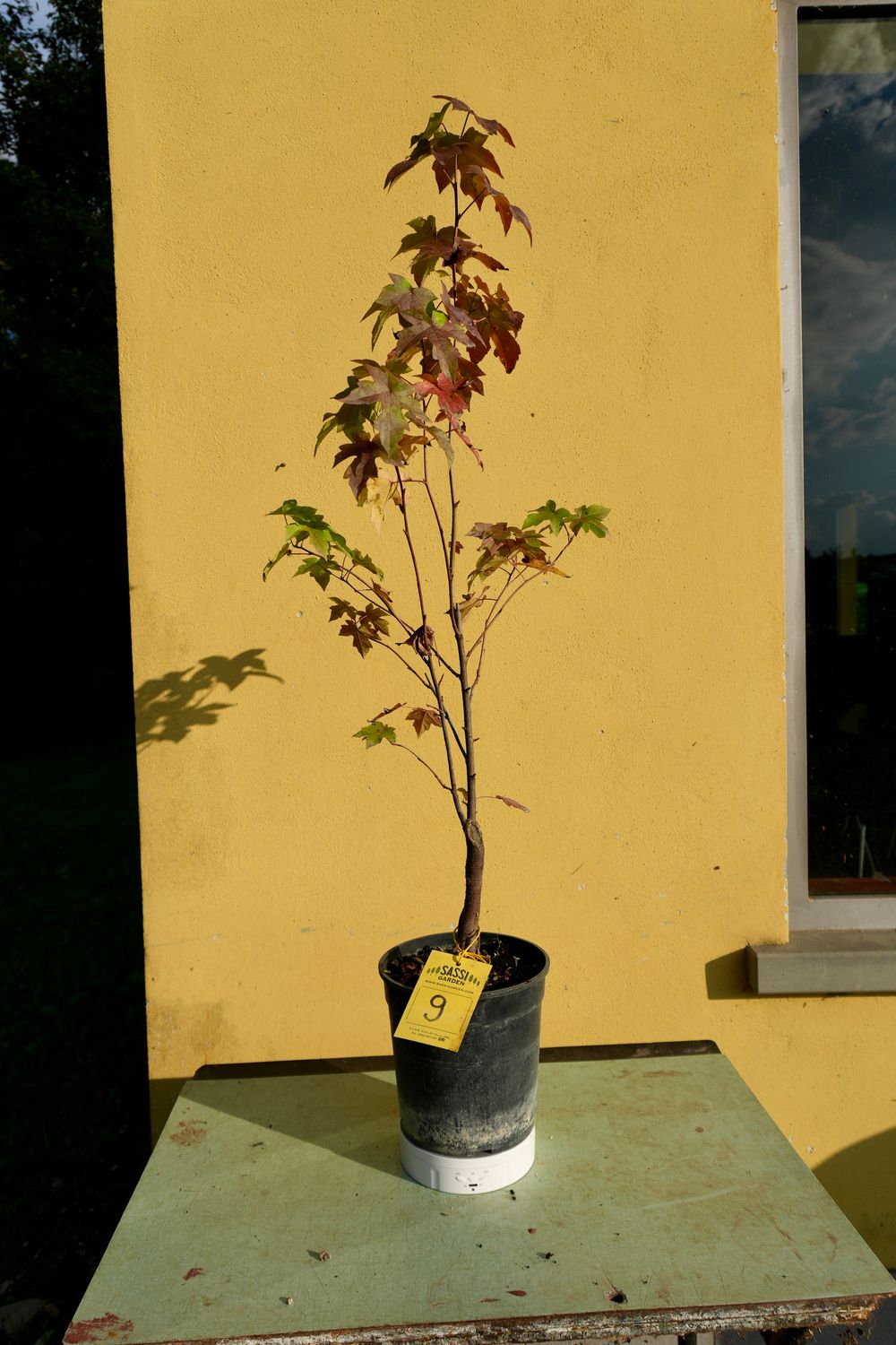 Liquidambar styraciflua, Storace americano, Pezzo Unico n. 9 - 80 cm PREBONSAI, BONSAI